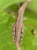 Pezotettix giornae